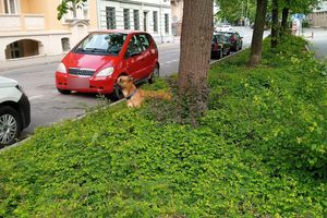 Eko patrol pomógł psu, który błąkał się po centrum Olsztyna