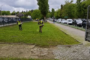 Kosiarki poszły w ruch. Ale nie wszędzie — niektóre trawniki zamienią się w łąki