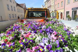 Miasto Olsztyn zaprosiło do swojego ogrodu. Kwiaty znalazły nowe domy [ZDJĘCIA]