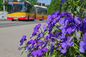 Kolorowa akcja! Kwiaty z pętli czekają na mieszkańców