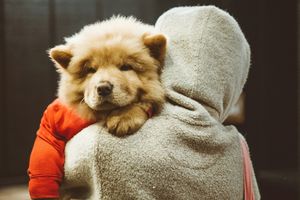 Psi high-life. Jak Polacy rozpieszczają swoich pupili?