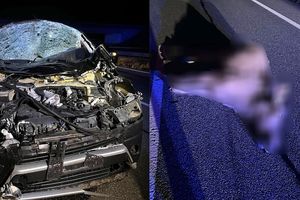 Dwa łosie na drodze i dwie kolizje w ciągu jednej nocy 