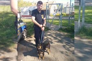 O psie, który jeździł… koleją
