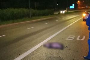 Dziki wróciły na ulice Olsztyna? Straż miejska apeluje