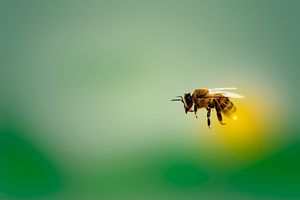 Około 250 mln pszczół uciekło z przewróconej ciężarówki