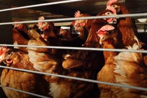 Obowiązkowe szczepienia drobiu w całej Polsce! 