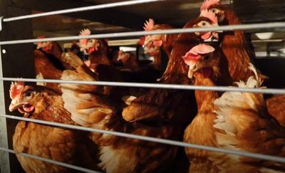 Polski drób znowu na arabskich stołach