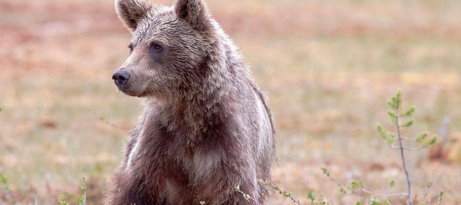 Niedźwiedzica z małymi zaatakowała mężczyznę. Władze odpowiadają odstrzałem 350 zwierząt