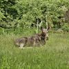 Gdy natura zagląda za płot