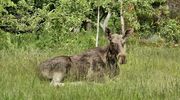 Gdy natura zagląda za płot