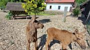Riki i Miki zdrowo rosną w Napromku 