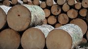 Spór o moratorium na wycinkę lasów