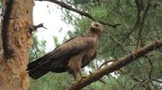 Nowe strefy dla ptasich lokatorów