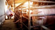 Afrykański pomór świń znów groźny. Weterynarze apelują! 