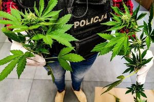 31-latek odpowie za przestępstwo narkotykowe