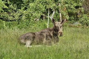 Gdy natura zagląda za płot