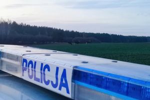 Sarny nagle wybiegły na drogę. 19-latka uderzyła w drzewo 