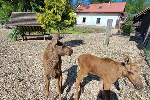 Riki i Miki zdrowo rosną w Napromku 