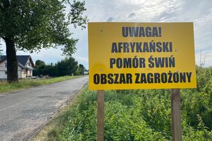 Setne ognisko ASF u dzików w naszym województwie 