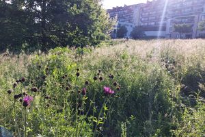 Olsztyńskie łąki kwietne zachwycają 
