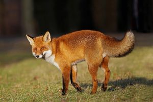Letnia akcja szczepienia lisów na Podkarpaciu. Apel o ostrożność

