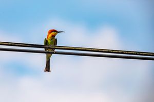 Kolorowy zwiastun lata. Żołny znów na Podkarpaciu