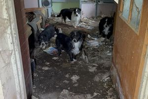 [ZDJĘCIA] Piwnica grozy! 18 zdziczałych psów uratowanych po 10-godzinnej akcji