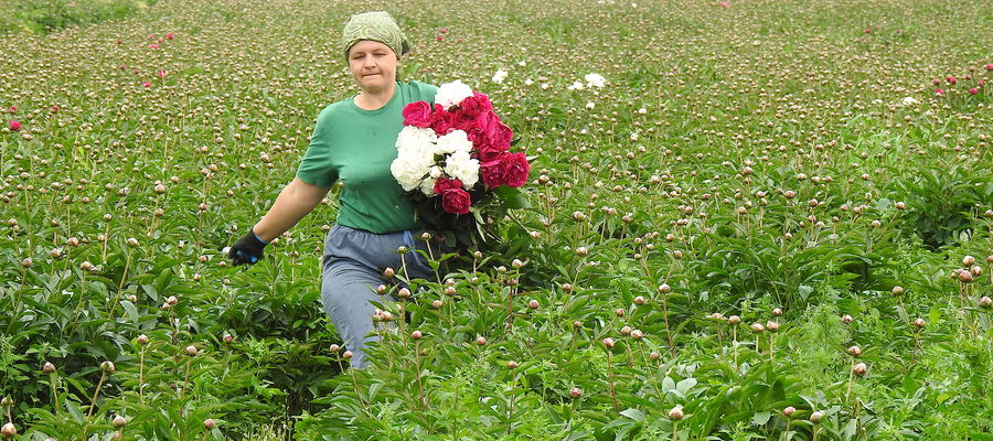 Podczas zbiorów na plantacji piwonii w Brzoziu Lubawskim