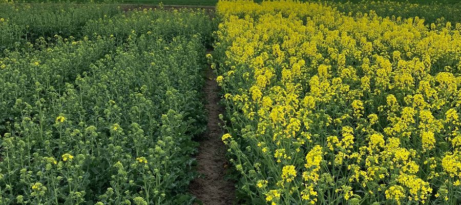 Techniczna odmiana rzepaku