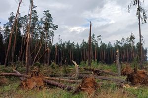 Leśnicy zakończyli sprzątanie po trąbie powietrznej