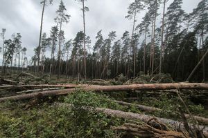 Silny wiatr zniszczył lasy w okolicach Ełku