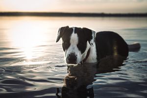 Letni konflikt na plaży. MOPR apeluje do właścicieli pupili