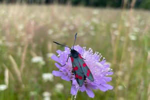 Piękny, ale niebezpieczny. Trujący motyl z Bieszczadów ostrzega swoim wyglądem