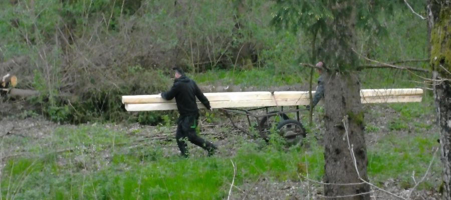 Złodzieja drewna nagrały kamery leśnego monitoringu 