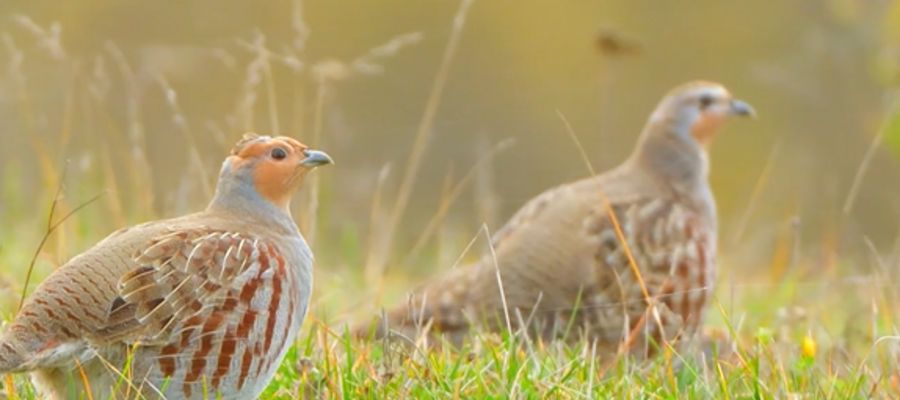 Kuropatwa wróciła na Warmię i Mazury 