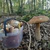 Grzybowy raj na Warmii i Mazurach – sezon ruszył wcześniej i obficie [ZDJĘCIA]