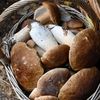 Nowy mieszkaniec lasu: atrakcyjny, ale problematyczny