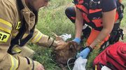 Tragiczny pożar domu. Nie żyje mężczyzna, uratowano psa