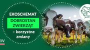 Ma być szybciej i prościej - zmiany w ekoschemacie Dobrostan zwierząt