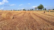 Żniwa w pełni – dzięki nim mamy chleb na stole