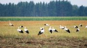 Bociany w pośpiechu – wcześniej opuszczają Warmię i Mazury