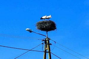 Ptaki odlecą wcześniej niż zwykle