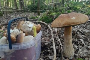 Grzybowy raj na Warmii i Mazurach – sezon ruszył wcześniej i obficie [ZDJĘCIA]