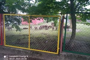 Leśni goście w mieście. Dzika natura coraz śmielej spaceruje po Olsztynie