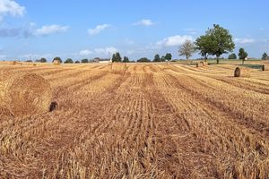 Żniwa w pełni – dzięki nim mamy chleb na stole