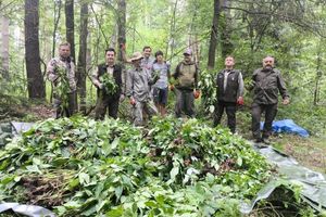 Społeczna akcja w Leśnictwie Zazdrość. Walka z roślinami inwazyjnymi