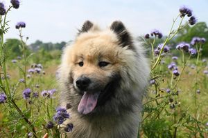 Międzynarodowy Dzień Psa – czas na merdające ogony!