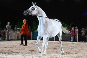 Araby na wagę złota – 1,3 mln euro w jeden dzień