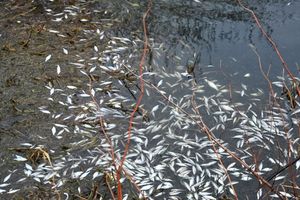 600 kg śniętych ryb! Służby napowietrzają rzekę