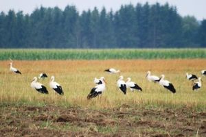 Bociany w pośpiechu – wcześniej opuszczają Warmię i Mazury